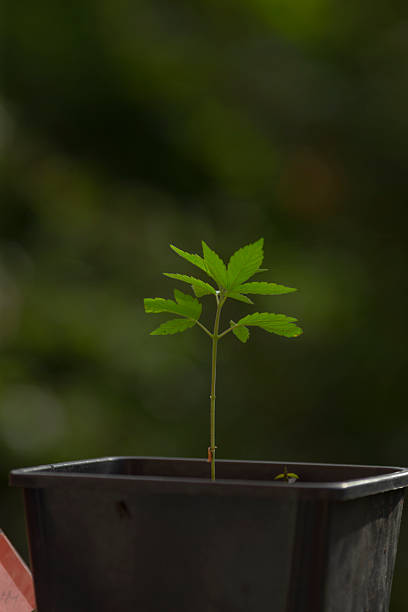 A small, vibrant green plant is steadily growing within a black pot that provides it the necessary space and nutrients to thrive