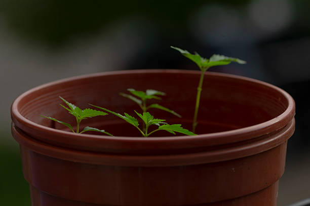A small and vibrant plant is growing steadily in a brown pot that is likely made of clay and filled with rich, nurturing soil