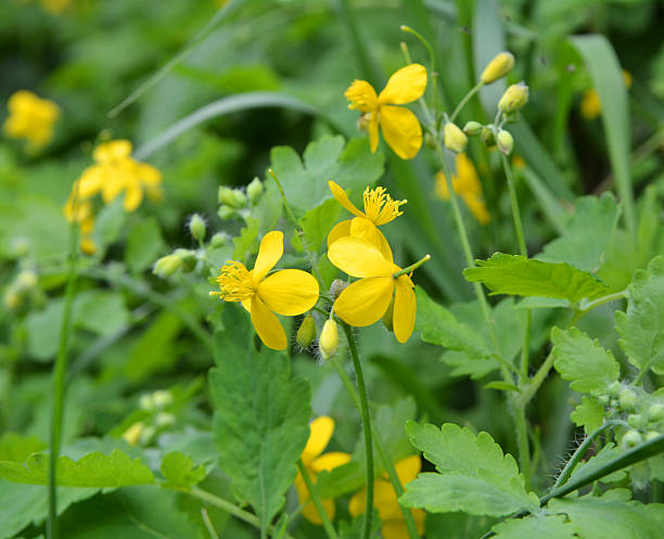 istock Flowering Chelidonium majus 2222302824