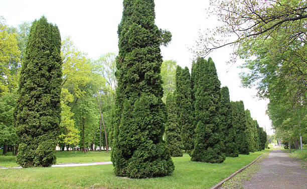 istock Thuja western (Thuja occidentalis) is used in landscape design 2222302970