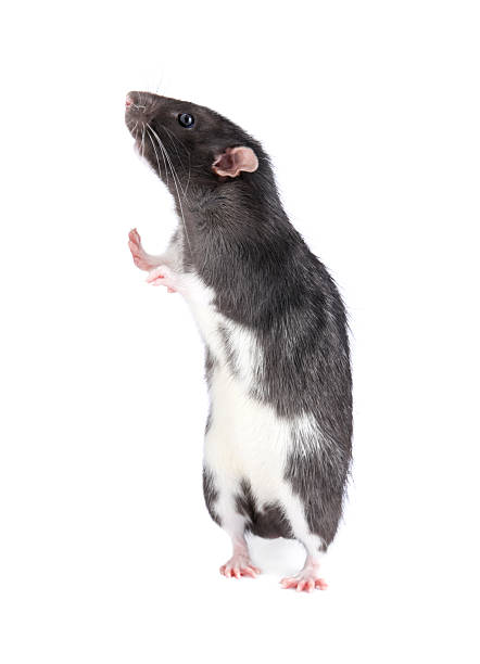 istock One cute small rat on white background 2222303935