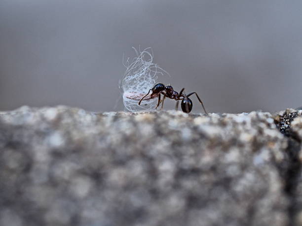 Ants and winter preparation