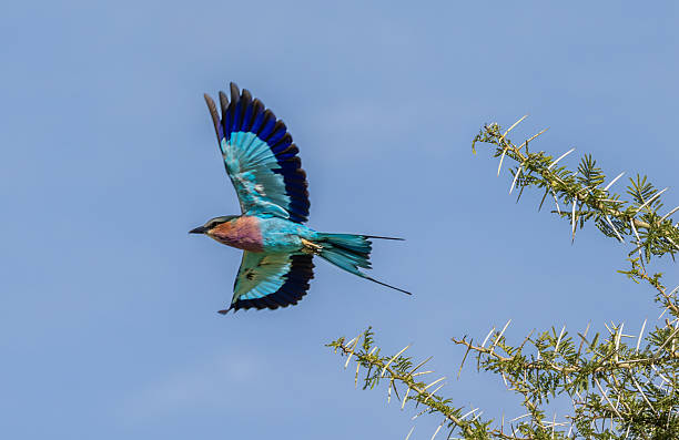 istock Lilac-breasted Roller in Flight – Serengeti, Tanzania 2222304880