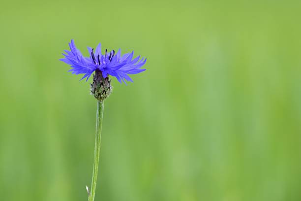 Close-up of a cornflower flower head, Centaurea cyanus