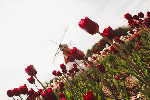 Beautiful tulips in a field on a tulip farm. Windmill in the background. Shot with a Canon 5D Mark IV.