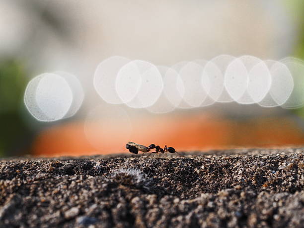 Ants and winter preparation