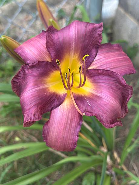 istock Lilly in Kentucky 2222306999