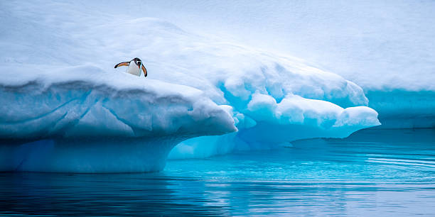 istock Gentoo penguin on an iceberg, Antarctic Peninsula 2222309881