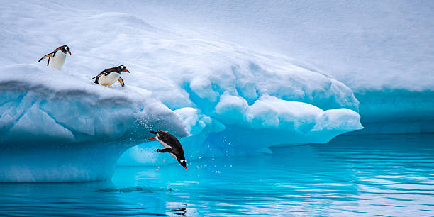 Gentoo penguins on an iceberg, Antarctic Peninsula
