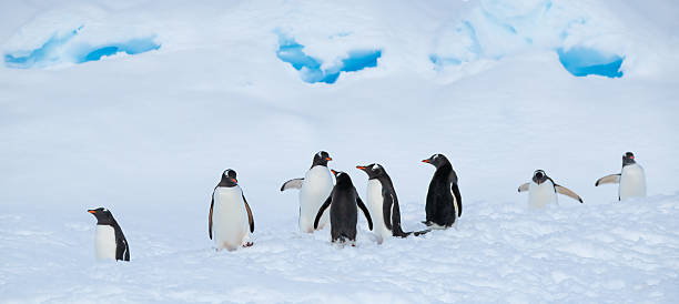 istock Gentoo penguins, Antarctic Peninsula 2222309888