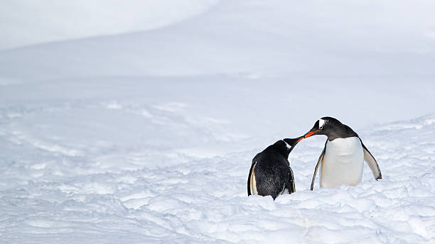 istock Gentoo penguins, Antarctic Peninsula 2222309911