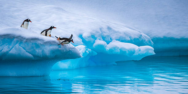 istock Gentoo penguins on an iceberg, Antarctic Peninsula 2222309925