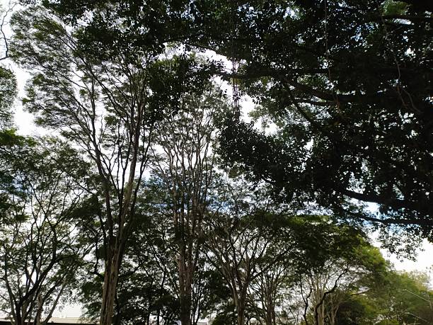 istock Tree canopies in the Atlantic Rainforest 2222311961