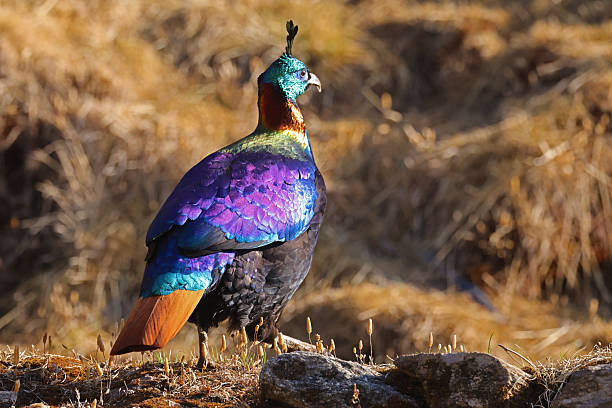 istock Himalayan monal (Lophophorus impejanus) in the glory of morning light 2222312004