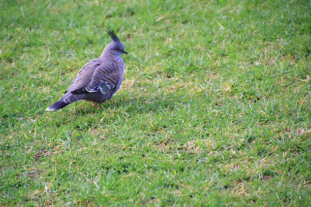istock crested pigeon on grass in Adelaide 2222313151