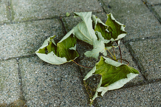 istock Vibrant fallen leaves resting on textured pavement in a quiet urban autumn setting 2222314378