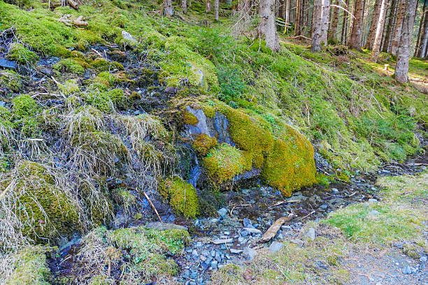 Beauty in Nature Wild Landscapes