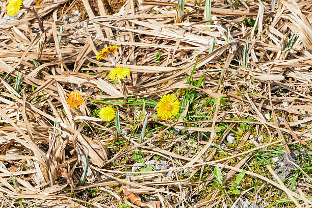 istock Yellow Coltsfoot Flowers in dry Grass 2222318233