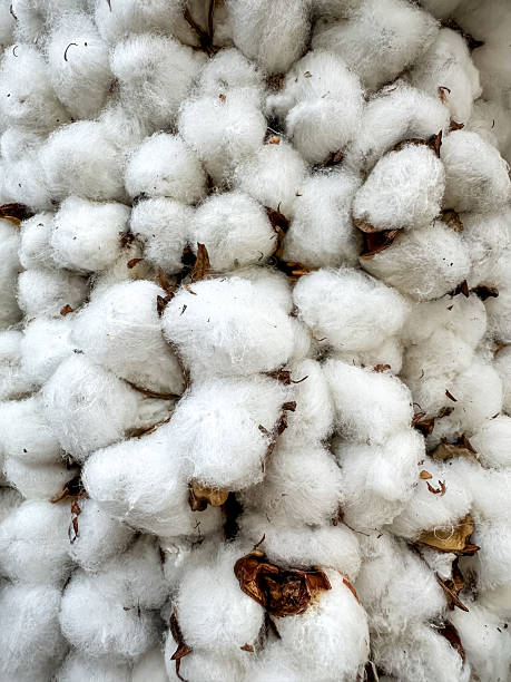 istock Tree branch with cotton flowers 2222321187