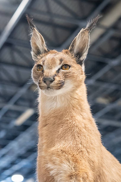 Prepared, stuffed lynx in an indoor area