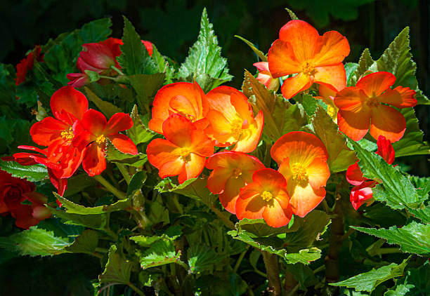 Close up of beautiful orange begonia blossoms on plants offered for sale at a weekly Cape Cod farmers market.