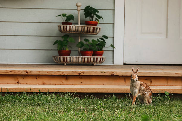 A cottontail rabbit looking at the camera as she sits in a garden. Shot with a Canon 5D Mark IV.