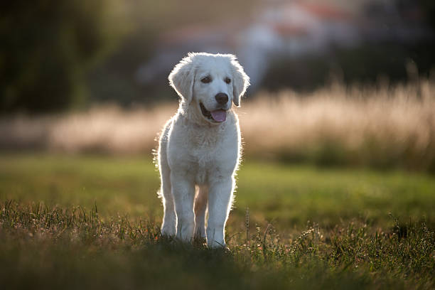 istock A white golden retriever puppy in a park 2222324583