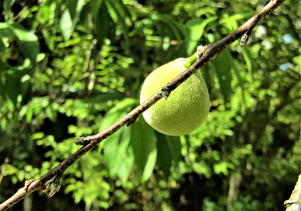 Wild plums.