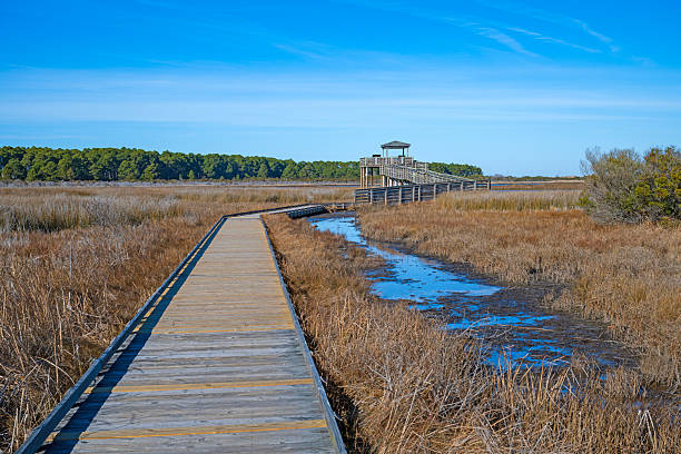 istock Boardwalk to a Wetland Observation Platform 2222326084
