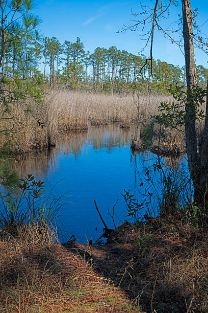istock Coastal Wetlands and Loblolly Pines on a Sunny Day 2222326090