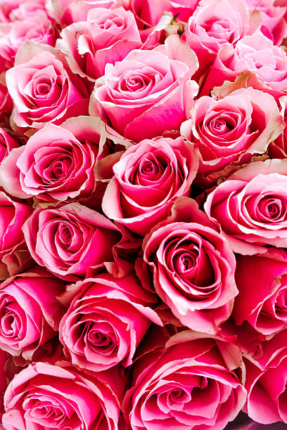 istock Vibrant pink roses arranged beautifully for a special occasion or celebration 2222326395