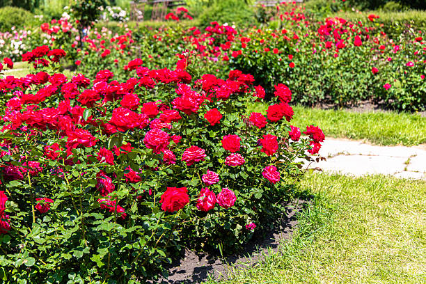 istock Bright red roses in full bloom at a sunny garden during midday 2222326592