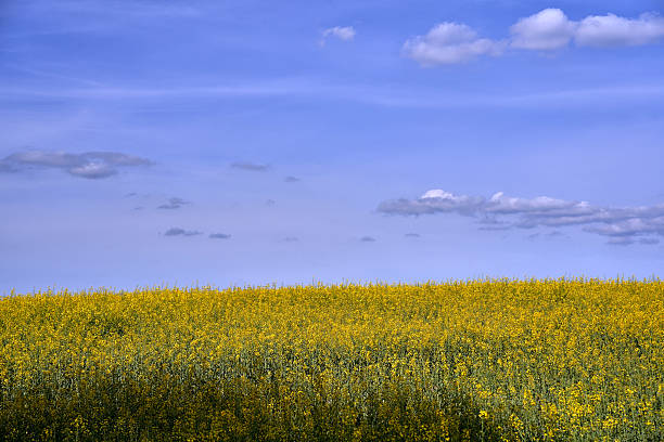 istock cultivated field with blooming rapeseed and clouds in the sky 2222327036