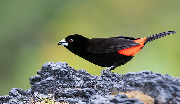 istock Scarlet-rumped tanager about to take off. 2222328371
