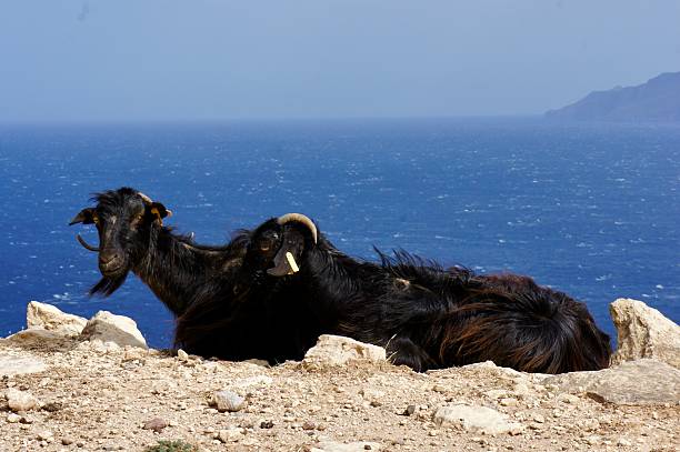 istock Long-Haired Cretan Goats Resting on Rocky Cliff Above Mediterranean, Greece 2222330807