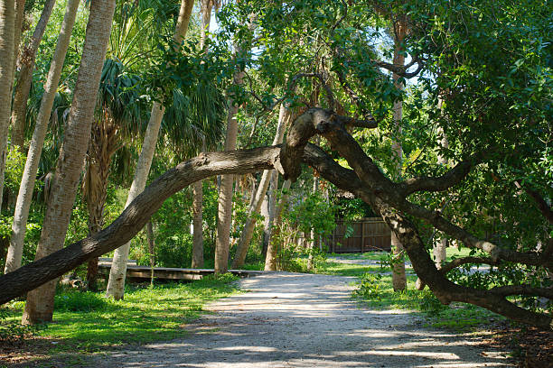 A partially shaded walking trail through a wooded area, featuring overhanging trees and vibrant greenery. The peaceful setting captures the tranquility and beauty of nature in its serene form.