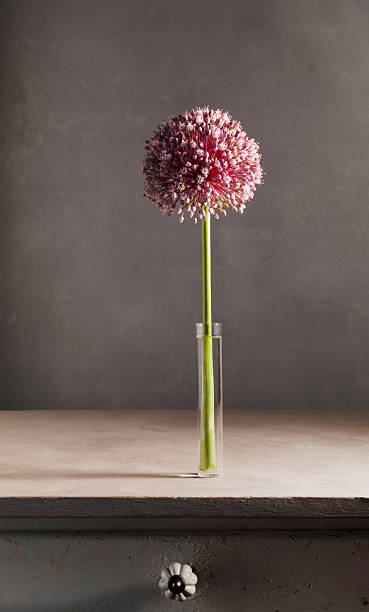 Onion flower decoration in a glass narrow vase on table