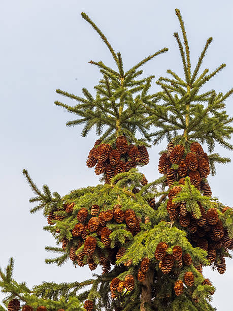 istock Fresh fir branches with green needles and brown cones. 2222335209