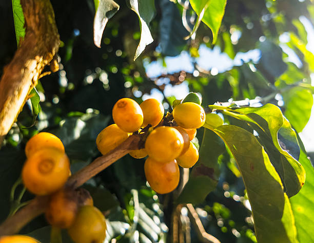 Close-up image of ripe yellow coffee cherries growing on a branch at a rural coffee farm. The photo was taken during the daytime with clear sky and sunlight filtering through the green leaves. No people are visible in the image. The vibrant colors and natural lighting emphasize the healthy fruit and organic farming environment. This image captures the harvest stage of specialty coffee in a countryside setting.
