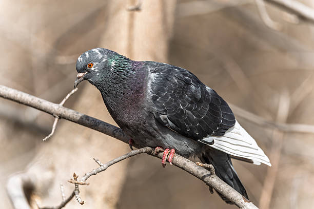 istock The fat pigeon sitting on a branch. 2222339528