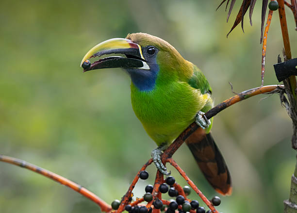 Gorgeous Emerald Toucanet eating palm fruits and I was lucky to photograph it with a fruit in his beak at San Gerardo birds in Rivas of Perez Zeledon, Costa Rica.