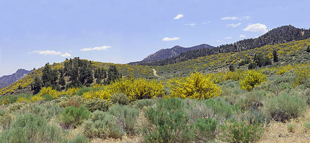 istock California Flannel Bush Wonderland 2222341222