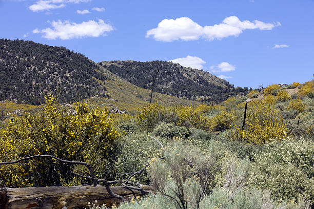 Sagebrush and blooming Flannel Bush adorn the high country at the eastern edge of the of the Kern Plateau with coniferous covered mountains for a background.