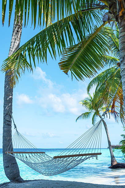 istock Hammock hanging between two coconut palm trees on the tropical paradise beach 2222342450