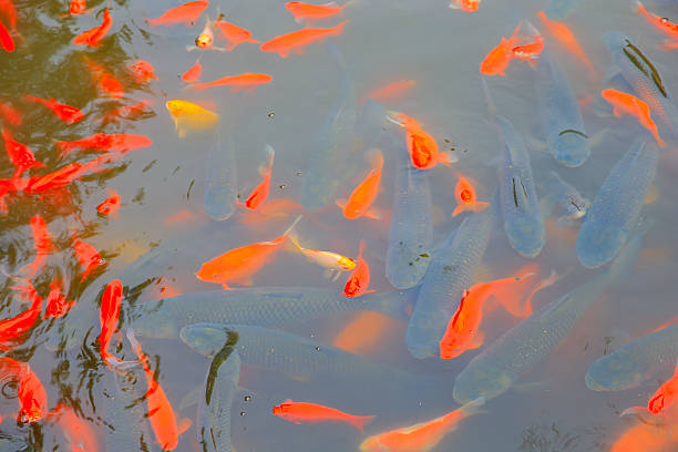 istock Many goldfish are in the pond 2222343259