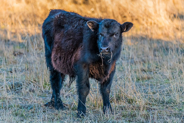 istock Calf in the paddock with long winter grass 2222345767
