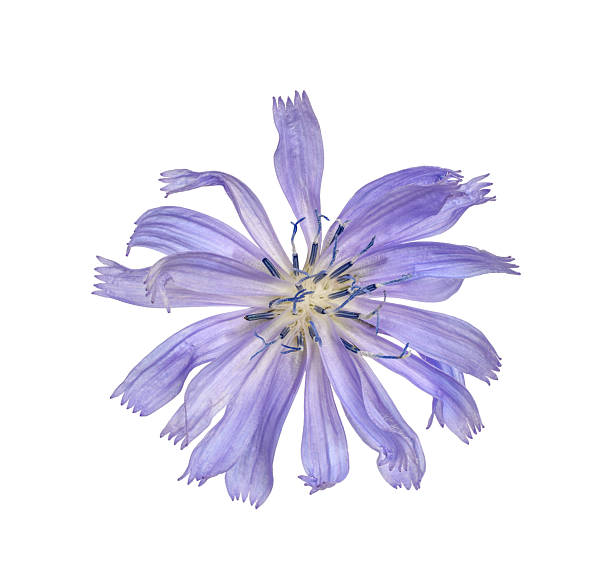 istock Chicory plant blue flower macro closeup isolated cutout 2222345771
