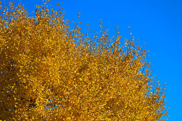 tree leaves vibrantly stand out against the deep shadows