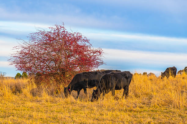 istock Later afternoon cloud cover over the countryside with cows 2222346012