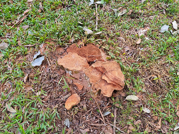 istock Tree Stump on Grass Field with Dry Leaves and Sawdust 2222348474